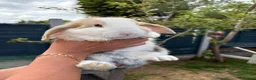 Mini Lop rabbits for sale: Mini lop buck - Advert 1
