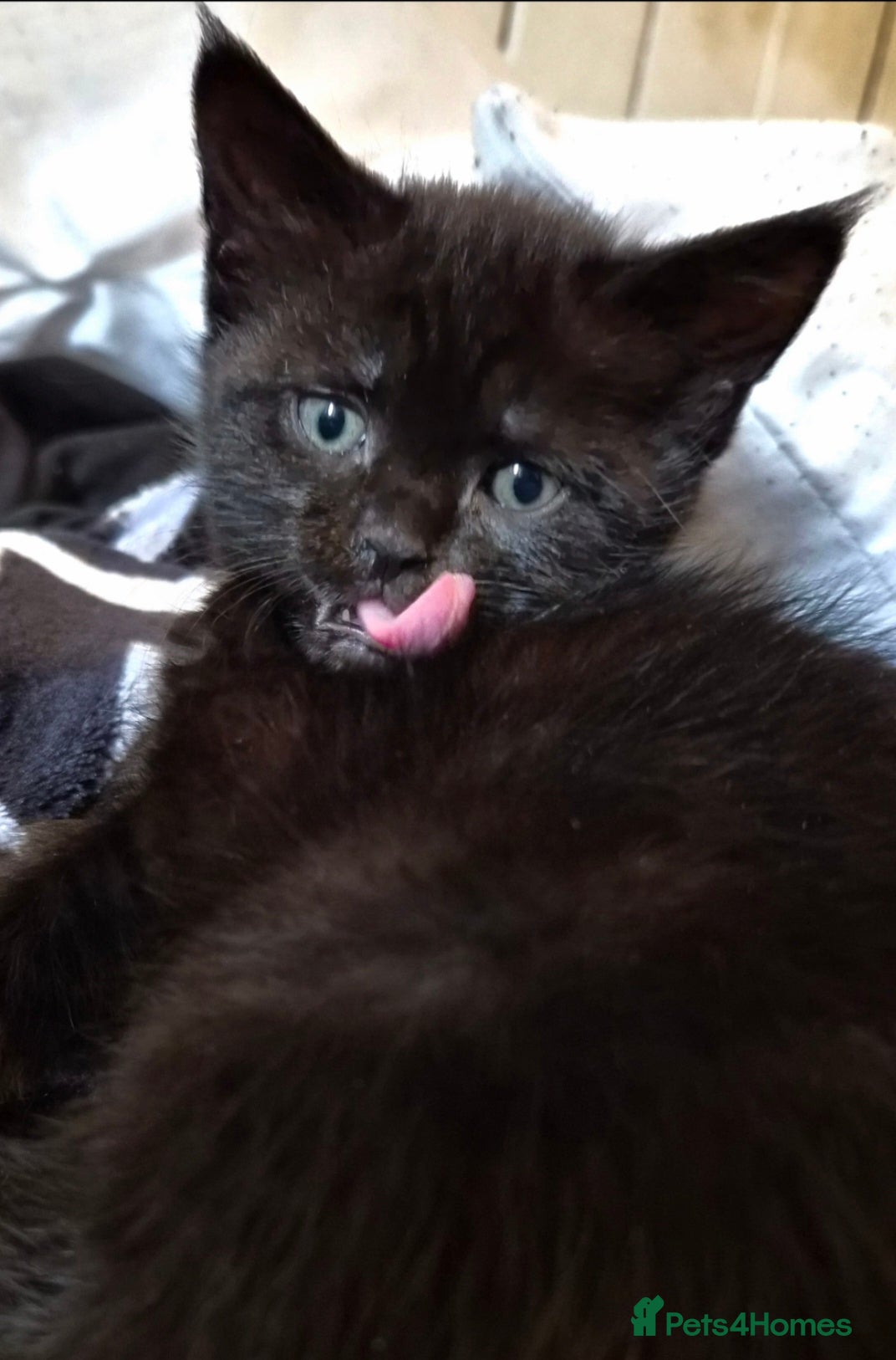 Maine Coon cats Black Smoke Tabby Maine Coon Mix – Unique Coat - Advert 8