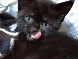 Maine Coon cats Black Smoke Tabby Maine Coon Mix – Unique Coat - Advert 8