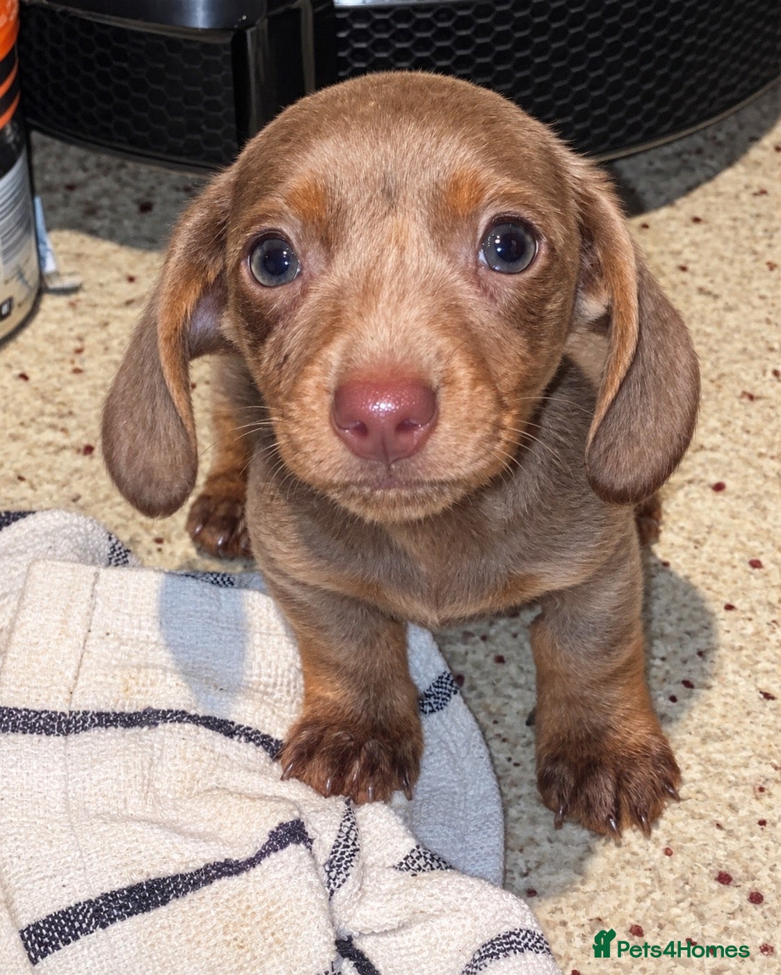 Miniature Dachshund dogs CHAMP🏆 MINI DACHSHUNDS 🇩🇪 Wir lieben Dachshunde - Advert 2