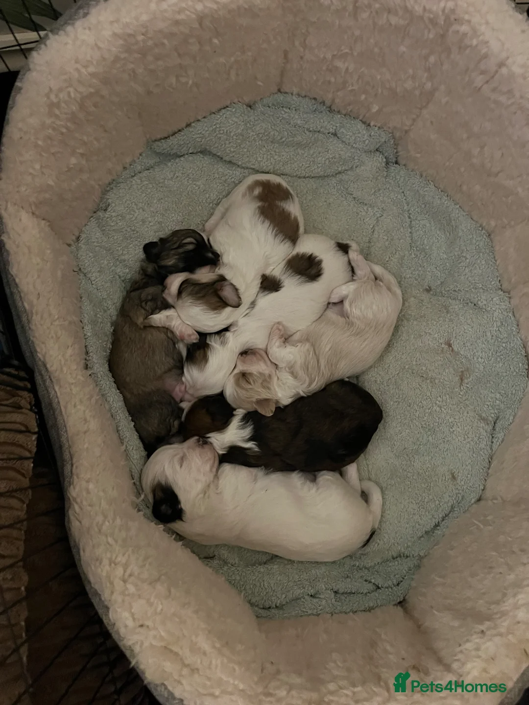 Mixed Breed dogs for sale: 6 Beautiful Puppies - Advert 2