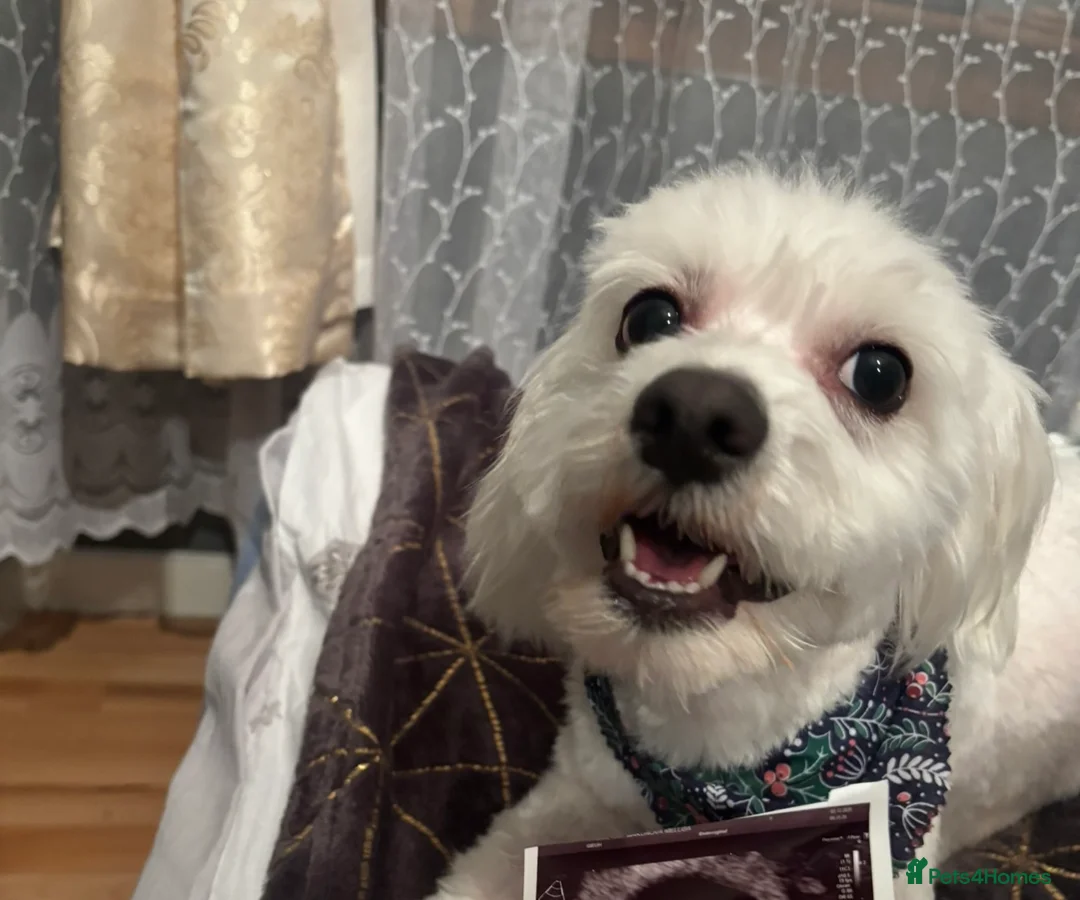 Maltese dogs for sale: Benny needs a home  - Advert 2