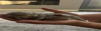 Brazilian Shorthair 1