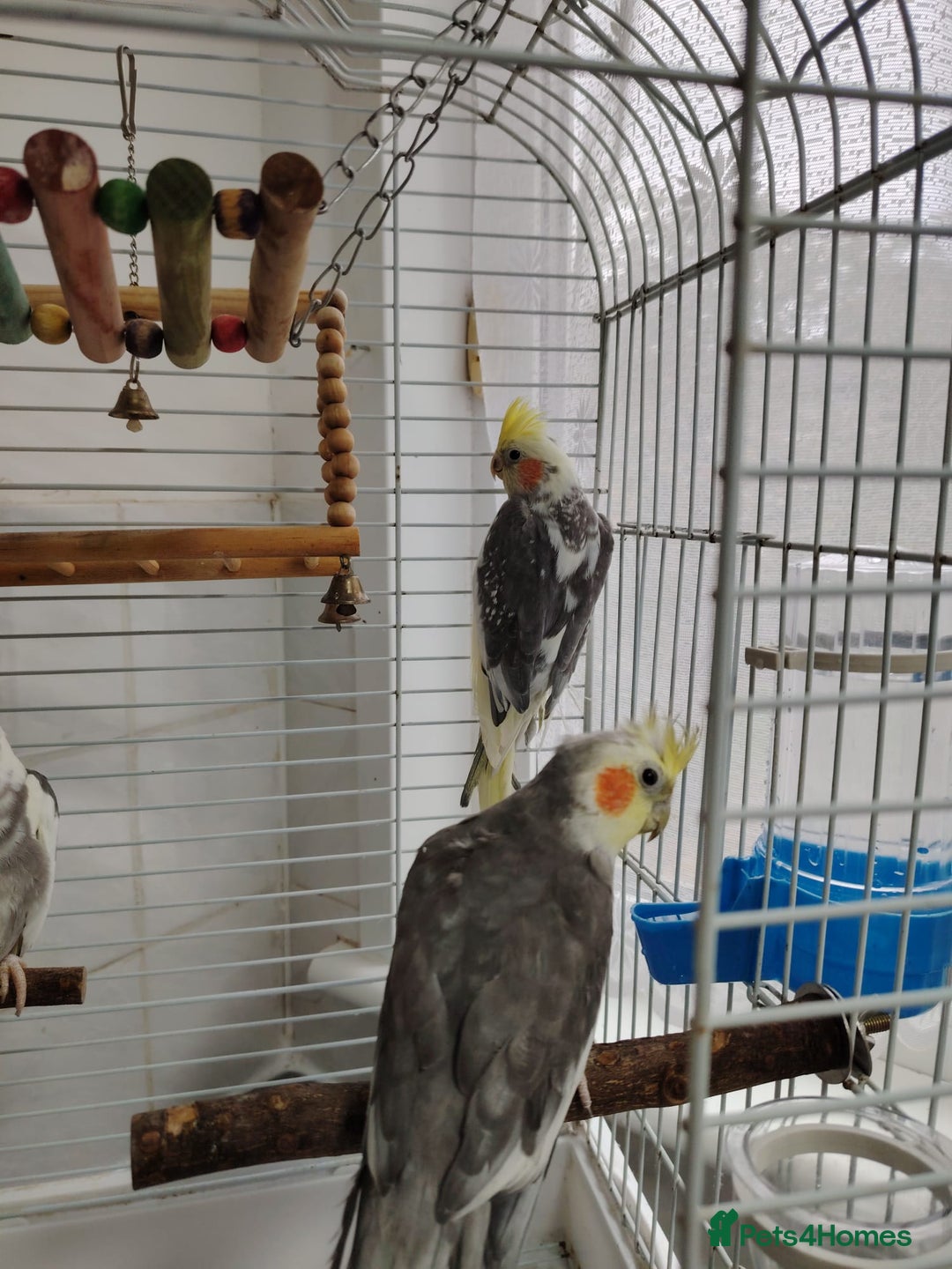 Cockatiels birds for sale: lovely cockatiels - Image 8