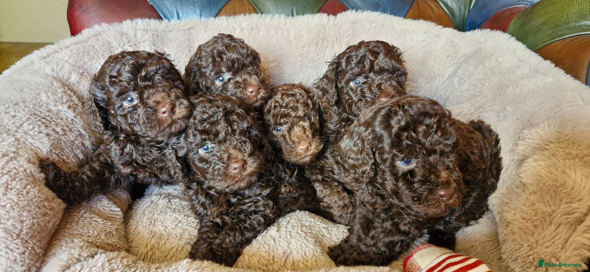 Toy Poodle dogs KC REG CHOCOLATE TOY POODLE PUPPYS  - Advert 2
