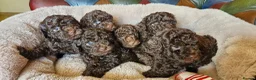 Toy Poodle dogs for sale: KC REG CHOCOLATE TOY POODLE PUPPYS  - Advert 1