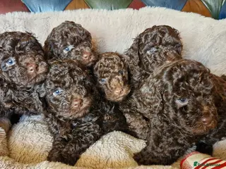 Toy Poodle dogs KC REG CHOCOLATE TOY POODLE PUPPYS - Advert 1