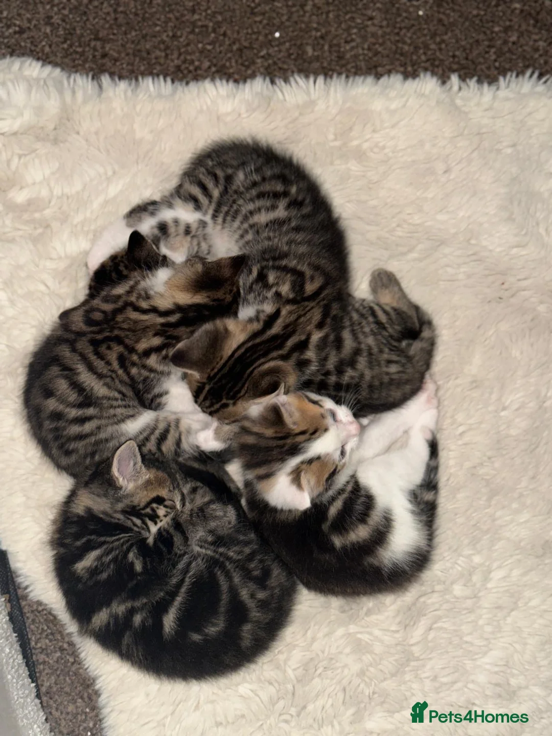 Mixed Breed cats for sale: 5 kittens ready to go 15/05/2026 - Advert 2