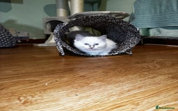 Ragdoll cats for sale: Adorable ragdoll kittens - Image 26