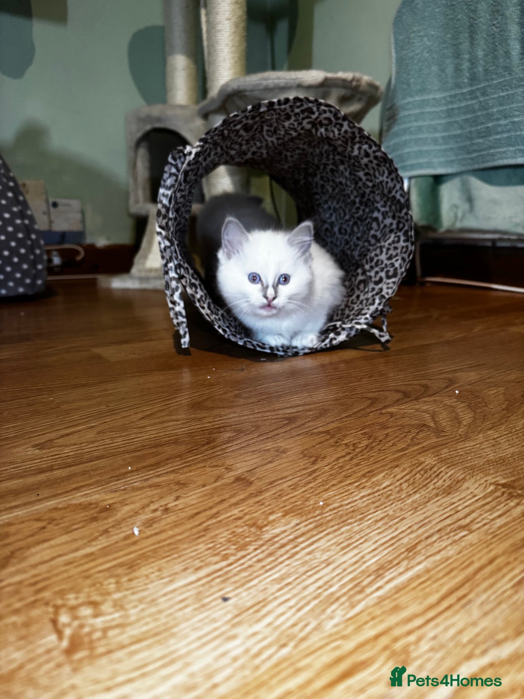 Ragdoll cats for sale: Adorable ragdoll kittens - Image 26