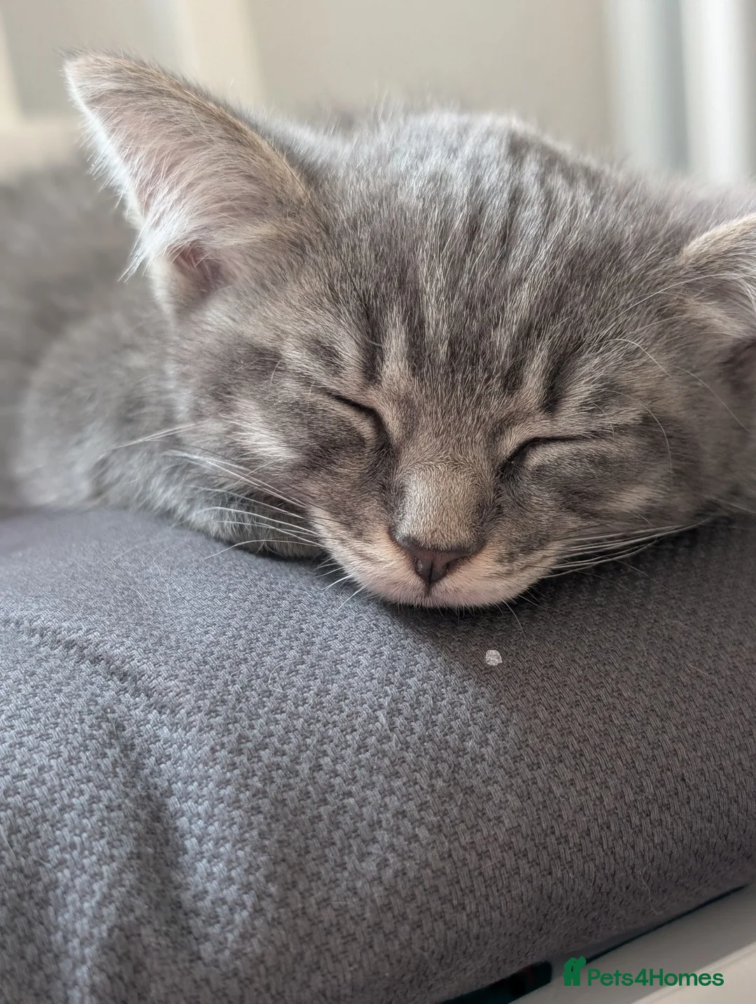 Mixed Breed cats for sale: Ragdoll x Bengal kittens  in Glasgow - Advert 2