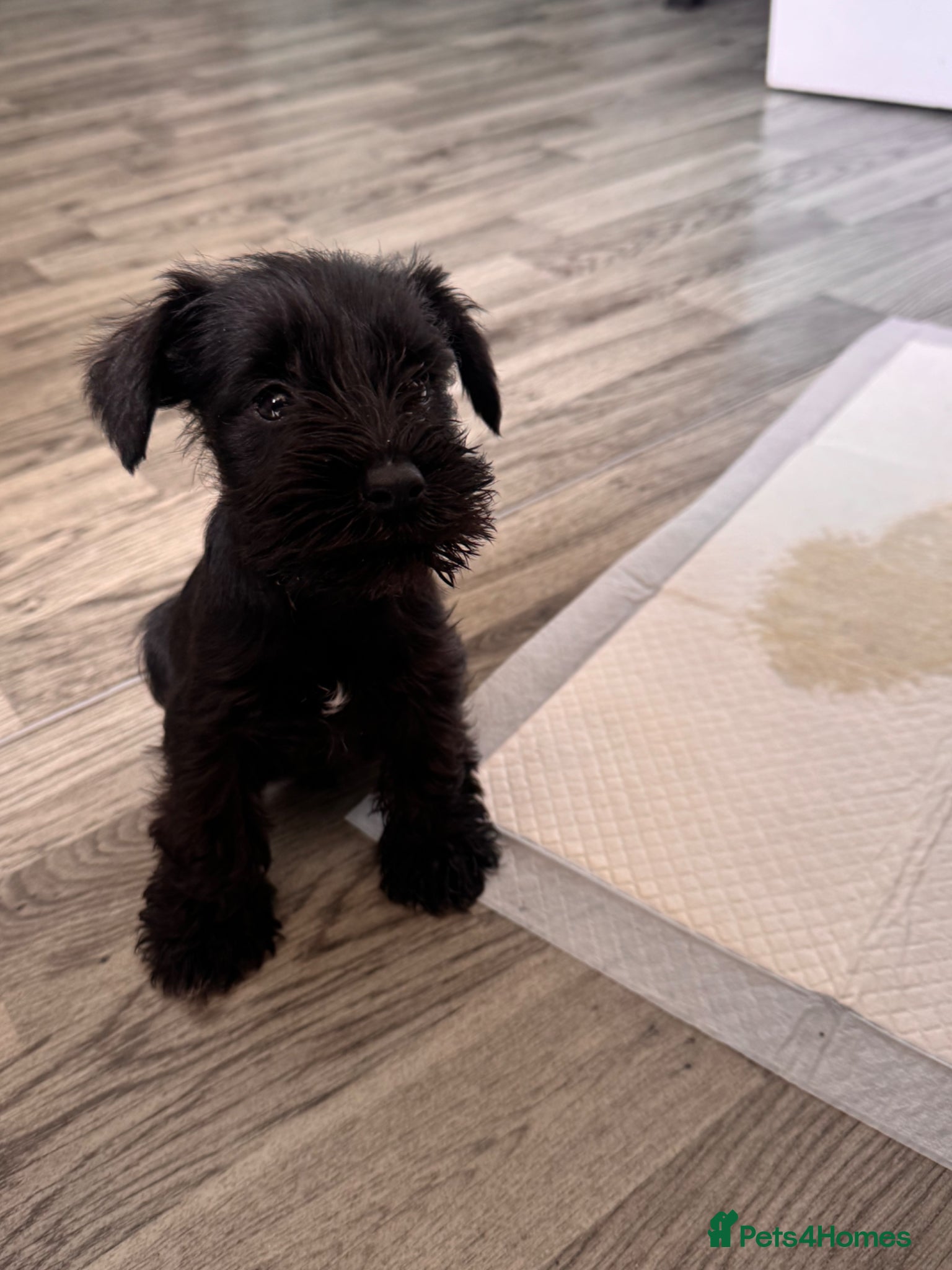 Miniature Schnauzer dogs for sale: Miniature schnauzer  - Advert 5