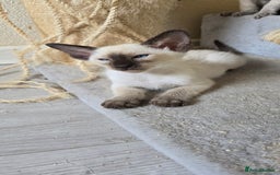 Oriental cats for sale: Oriental kittens  - Image 6