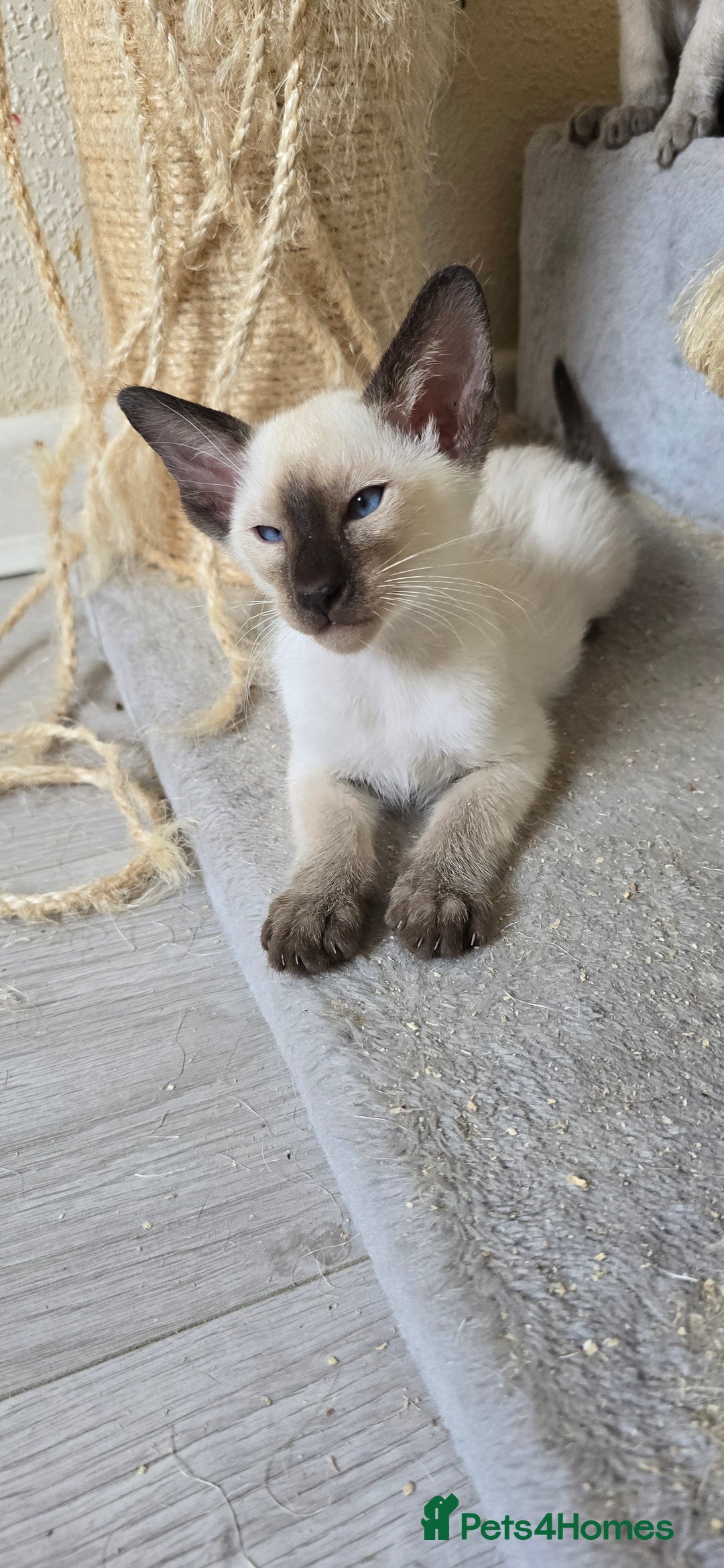 Oriental cats for sale: Oriental kittens  - Image 6