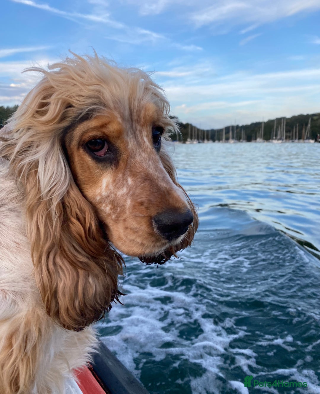 Cocker Spaniel dogs for sale: SHOW cocker spaniel puppies  - Image 15