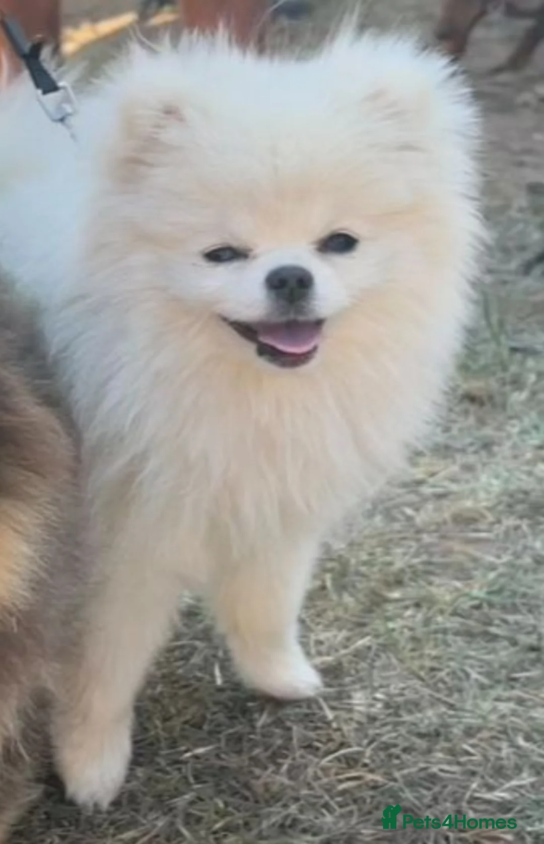 Pomeranian dogs for sale: Sad sale of our girl elsa  - Advert 3