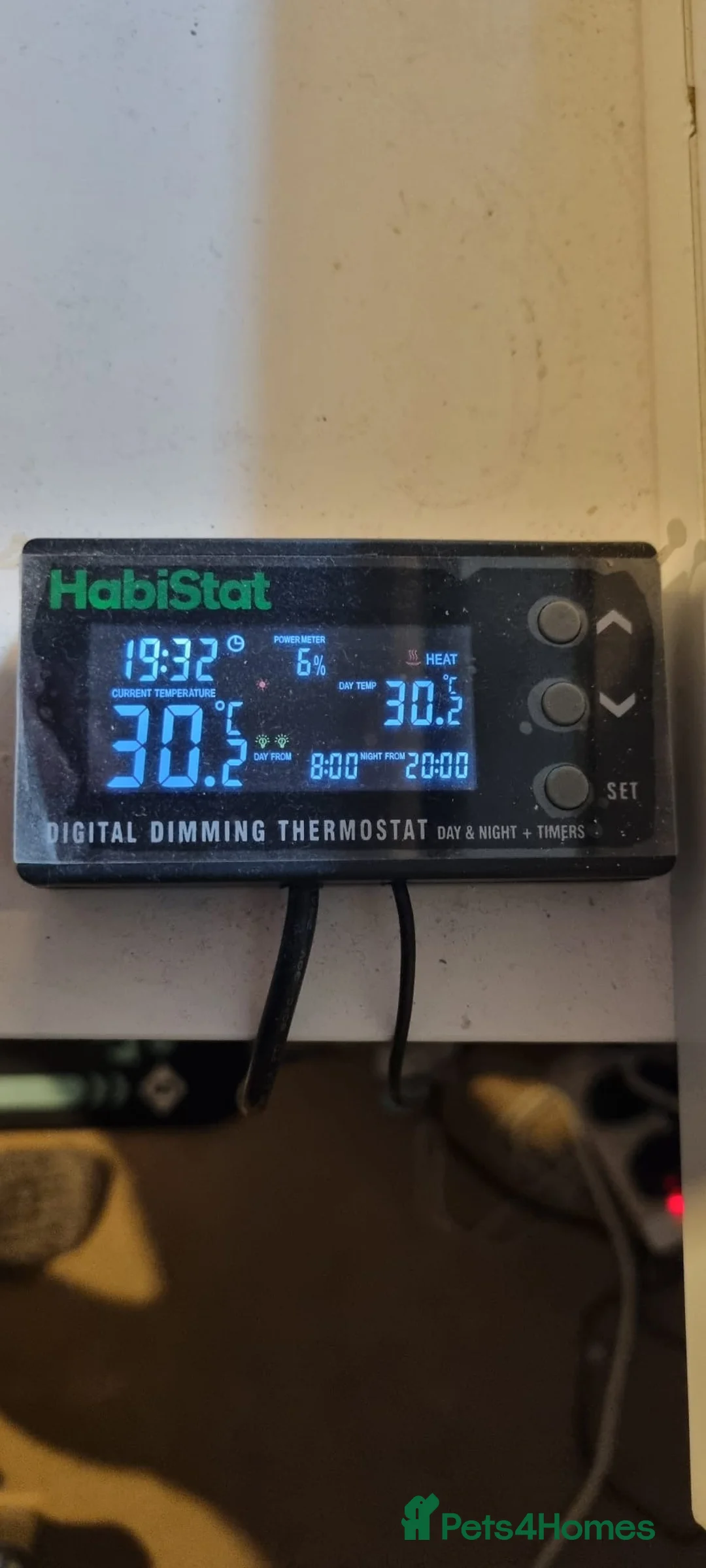 Leopard Gecko reptiles for sale: Leopard gecko in Whitby - Advert 3