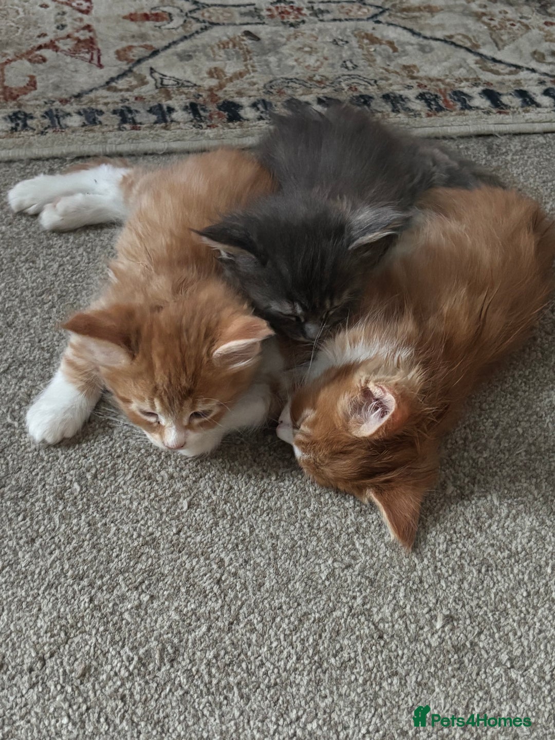 Maine Coon cats for sale: Beautiful Pedigree Main Coon Kittens - Advert 13