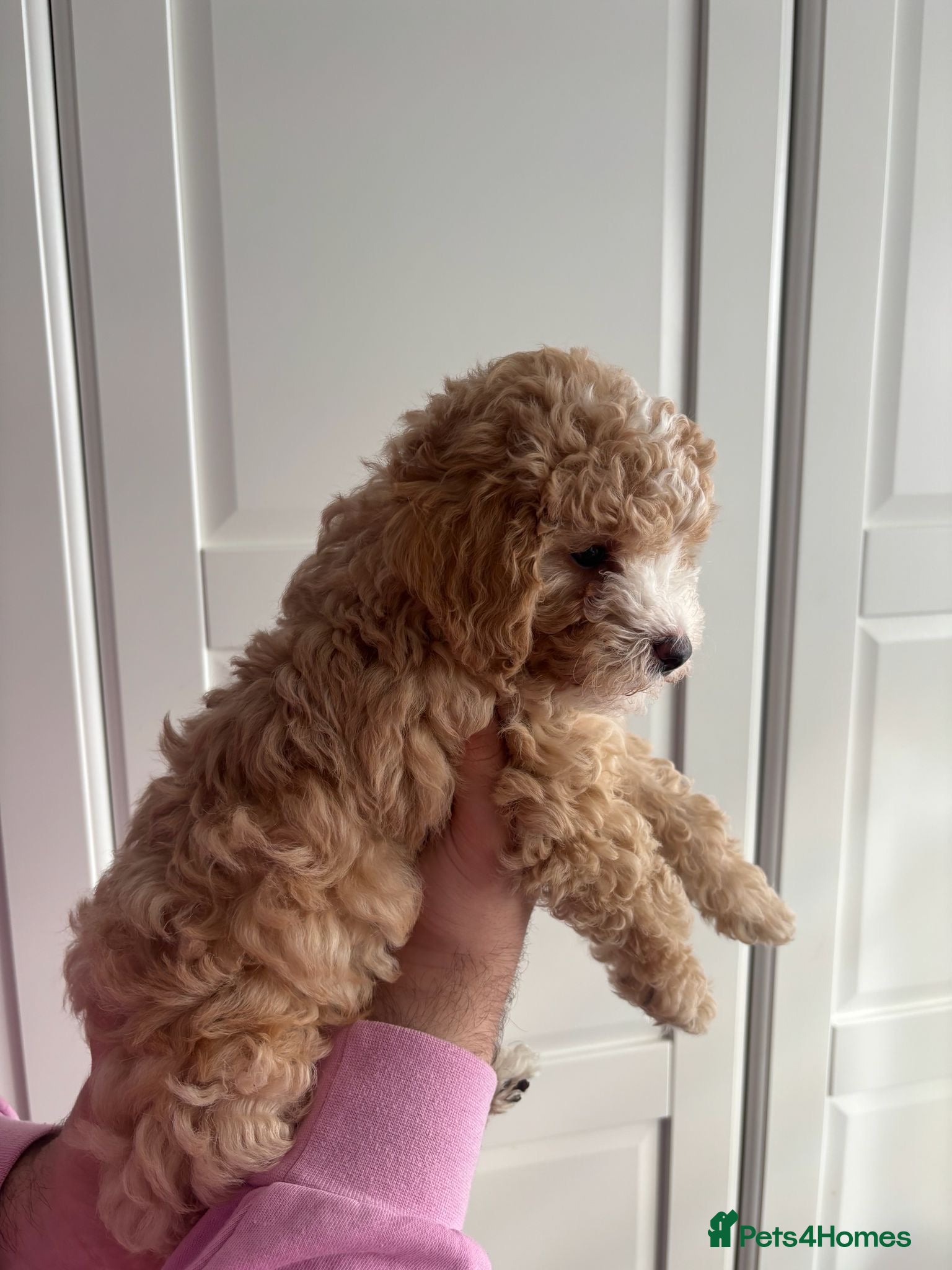 Cavapoochon dogs for sale: Stunning F1 Cavapoochon Puppies Healthy and Ready  in London - Advert 2