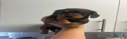 Dachshund dogs for sale: 3 Long haired miniature dachshunds - Advert 10