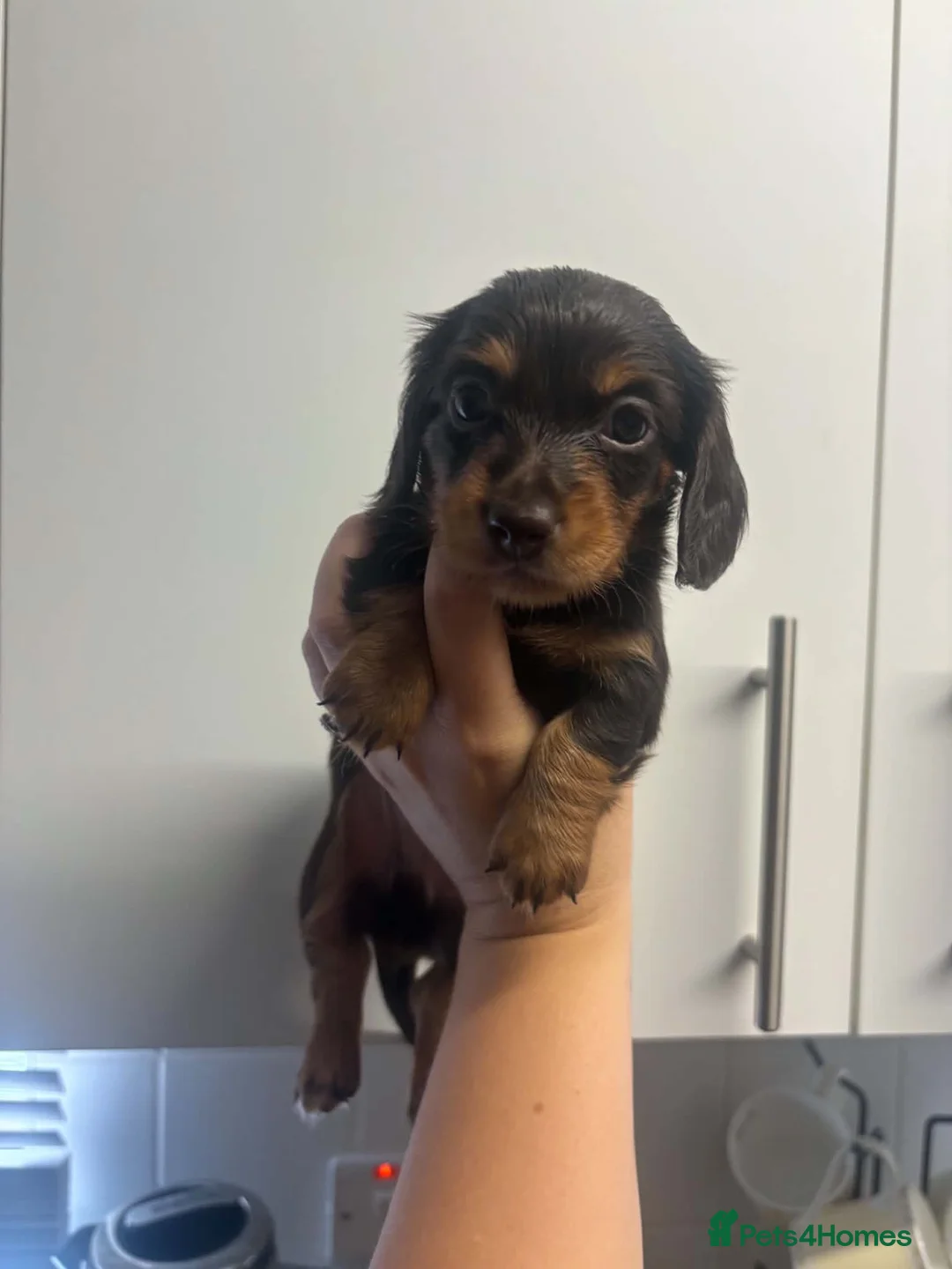 Dachshund dogs for sale: 3 Long haired miniature dachshunds - Advert 10