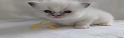 Ragdoll cats for sale: Ragdoll kittens GCCF reg.  - Advert 8