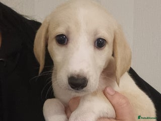 Mixed Breed dogs for sale - Advert 1