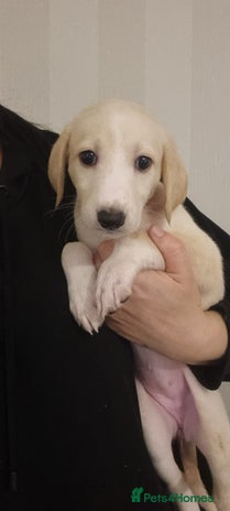 Mixed Breed dogs - Advert 4