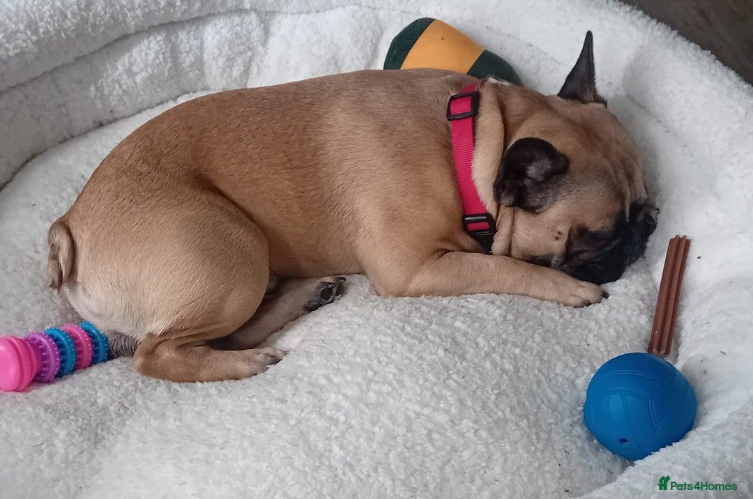 French Bulldog dogs for sale: 19 month old male french bulldog for sale - Image 2