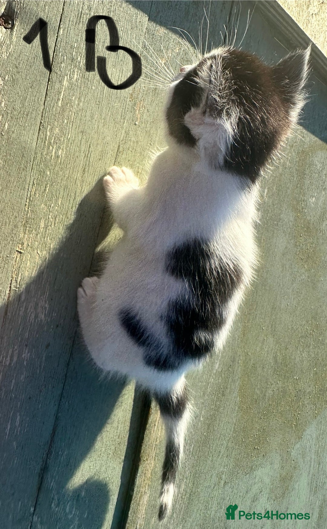 Mixed Breed cats for sale: Adorable Black and White Tuxedo Kittens - Advert 7