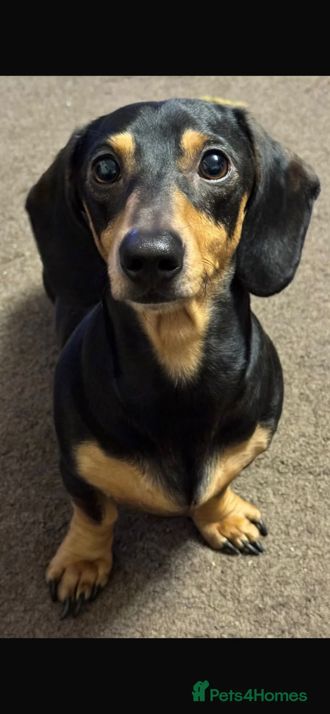 Miniature Dachshund dogs for stud: Harry’s Lad , True miniature    - Advert 2