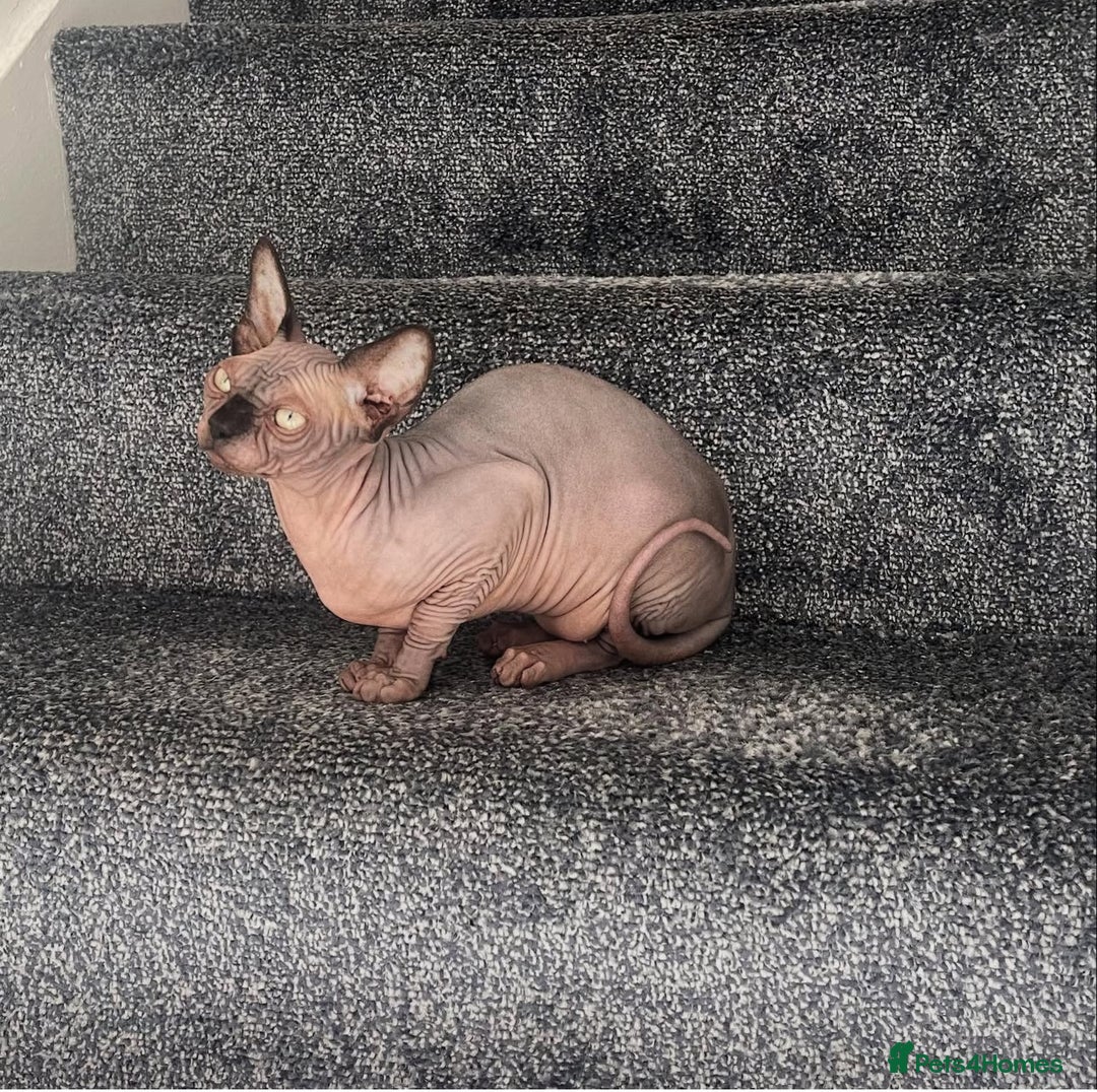 Sphynx cats for sale: TICA ACTIVE SPHYNX pet or breeding - Image 4