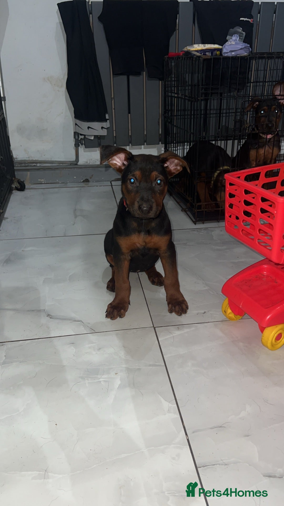 Chinese Red Dog dogs for sale: 1 girl available (red collar) - Advert 3