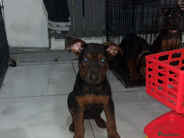 Chinese Red Dog dogs for sale: 1 girl available (red collar) - Advert 3