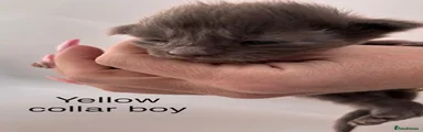 Yellow collar boy solid blue