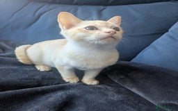 Burmese cats for sale: Burmese Red Male Kitten  - Advert 4