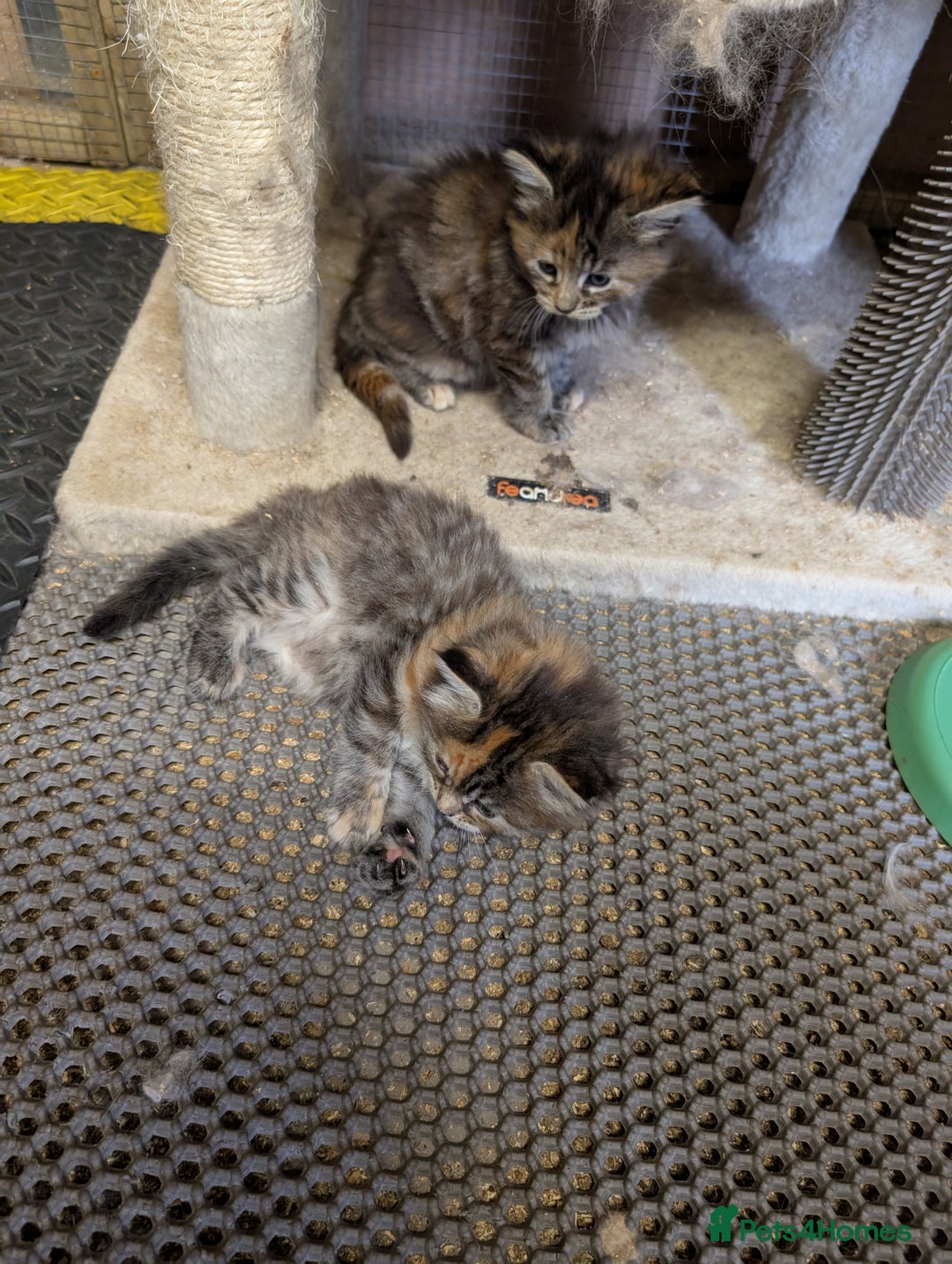 Maine Coon cats for sale: Stunning American Maine coons  - Image 4