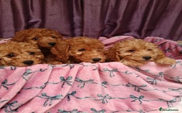 Cavapoo dogs for sale: Cavapoo puppy's  - Image 5