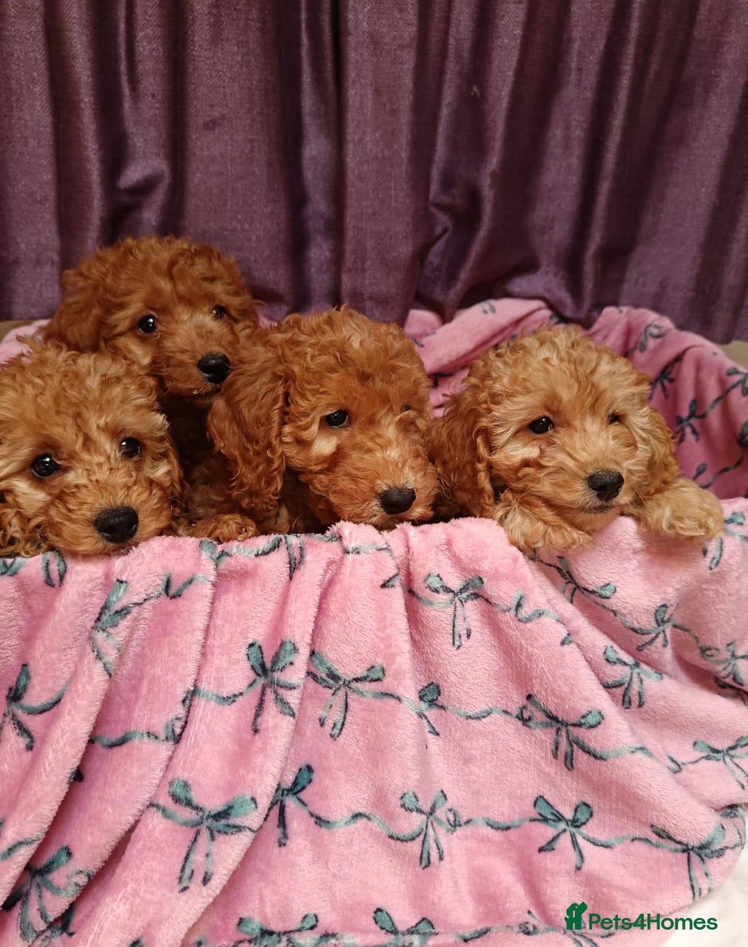 Cavapoo dogs for sale: Cavapoo puppy's  - Image 5