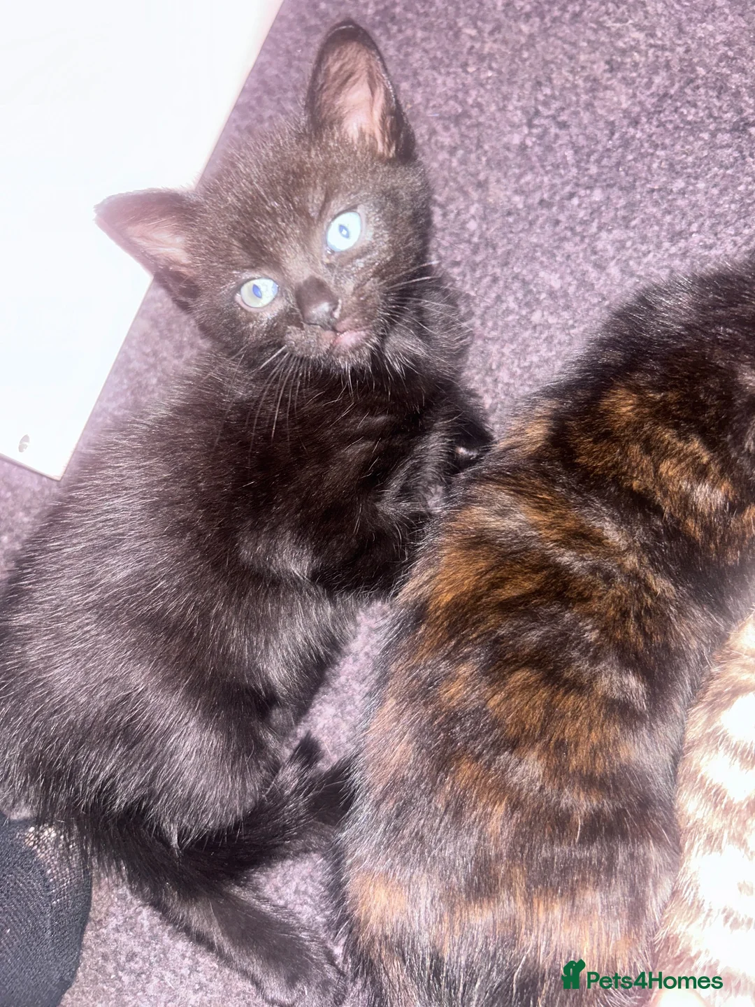 Mixed Breed cats for sale: Beautiful well loved family kittens  - Advert 2