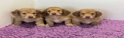 Miniature Dachshund dogs for sale: Miniature long hair English cream dachshunds  - Advert 12