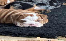 English Bulldog dogs for sale: Amazing litter of English bulldogs - Image 21
