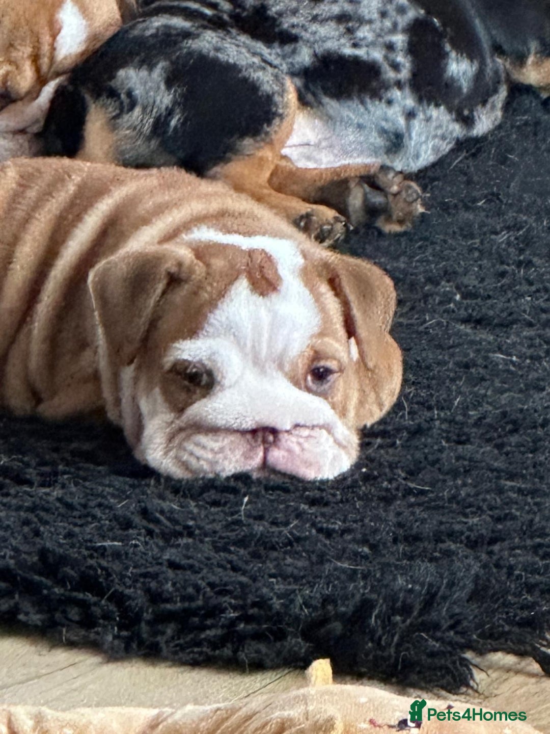 English Bulldog dogs for sale: Amazing litter of English bulldogs - Image 21