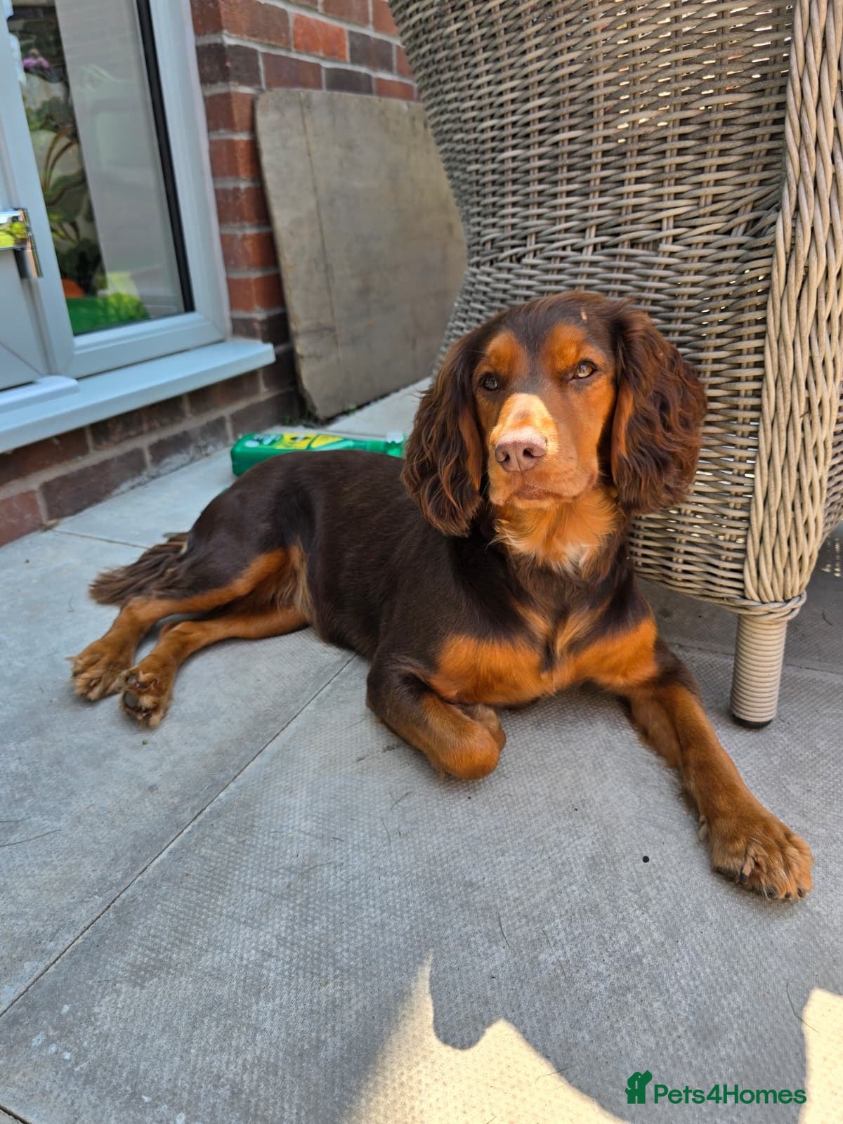 Cocker Spaniel dogs KC registered Working Cocker Spaniels Liver & Tan - Advert 1