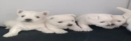 West Highland Terrier dogs for sale: RKC west highland white terrier puppies  - Advert 6
