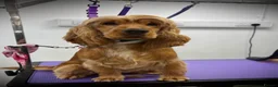 Cocker Spaniel dogs for sale: Show Type Cocker Spaniel Lola - Advert 1