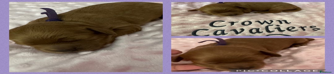 Purple collar female 