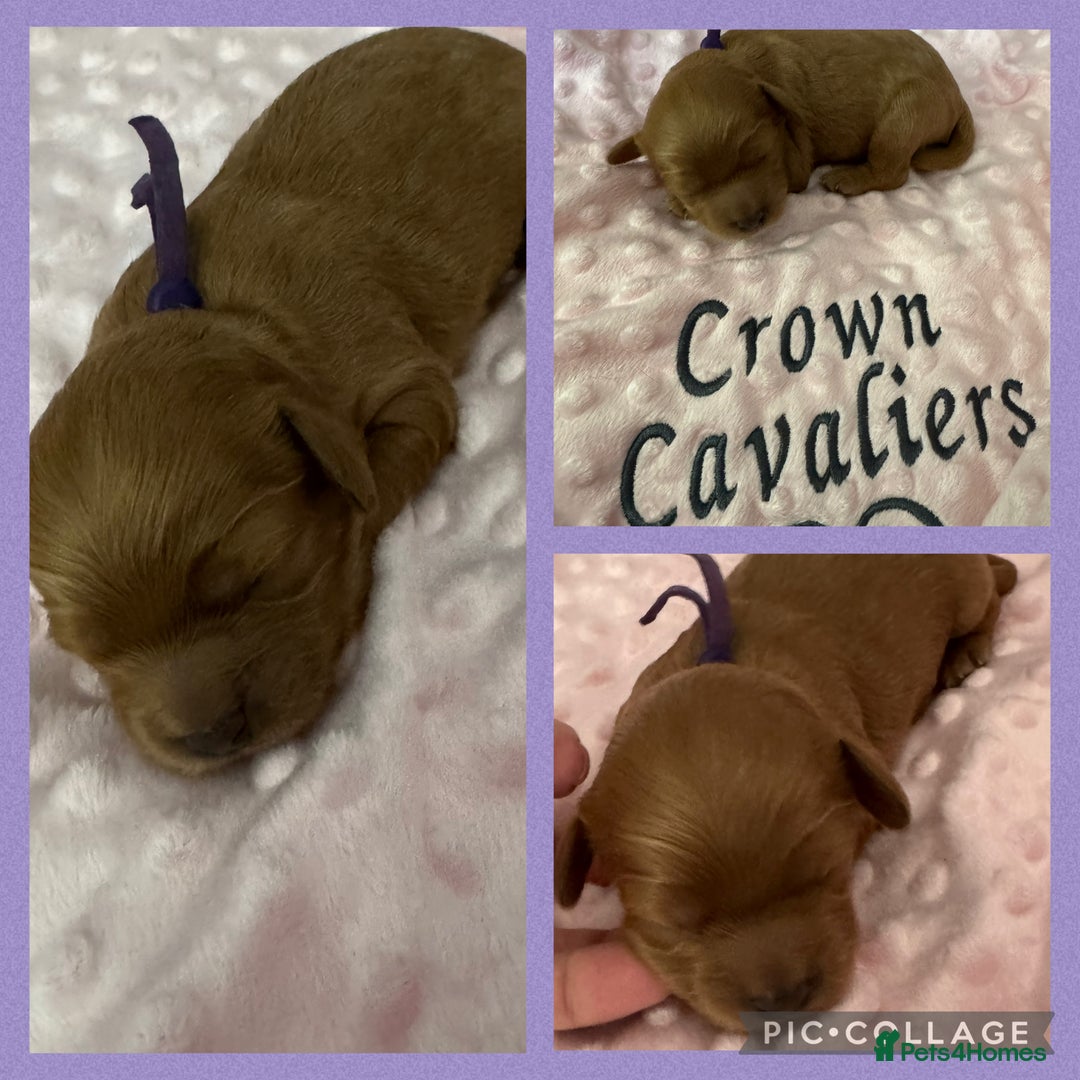 Cavapoo dogs for sale: F1 RED CAVAPOOS LICENSED KC HEALTH TESTED PARENTS  - Image 13