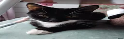Domestic Shorthair cats for sale: Sabrina tuxedo female  - Advert 6