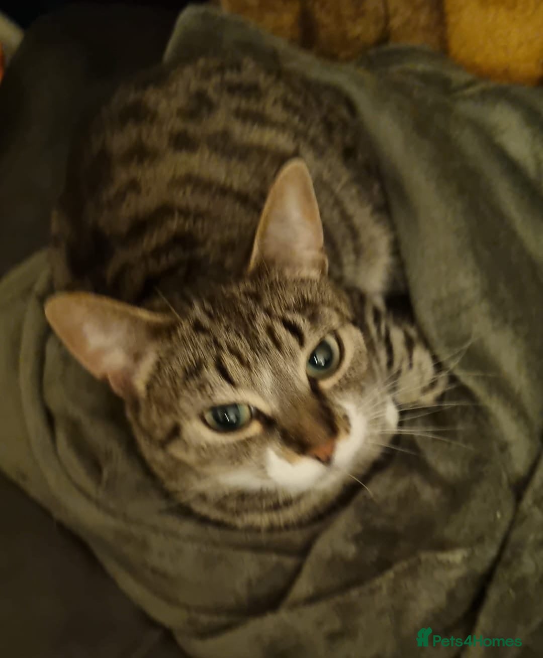 Mixed Breed cats 5year old female tabby cat  - Advert 1